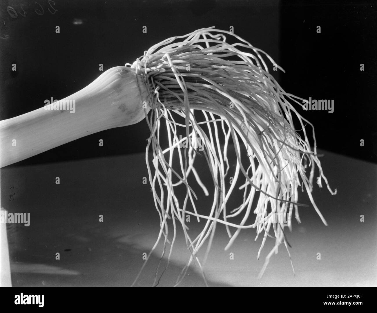 Pubblicità fotografia Ancora vita di un porro con radici Data: 1932 Parole Chiave: Verdure Foto Stock