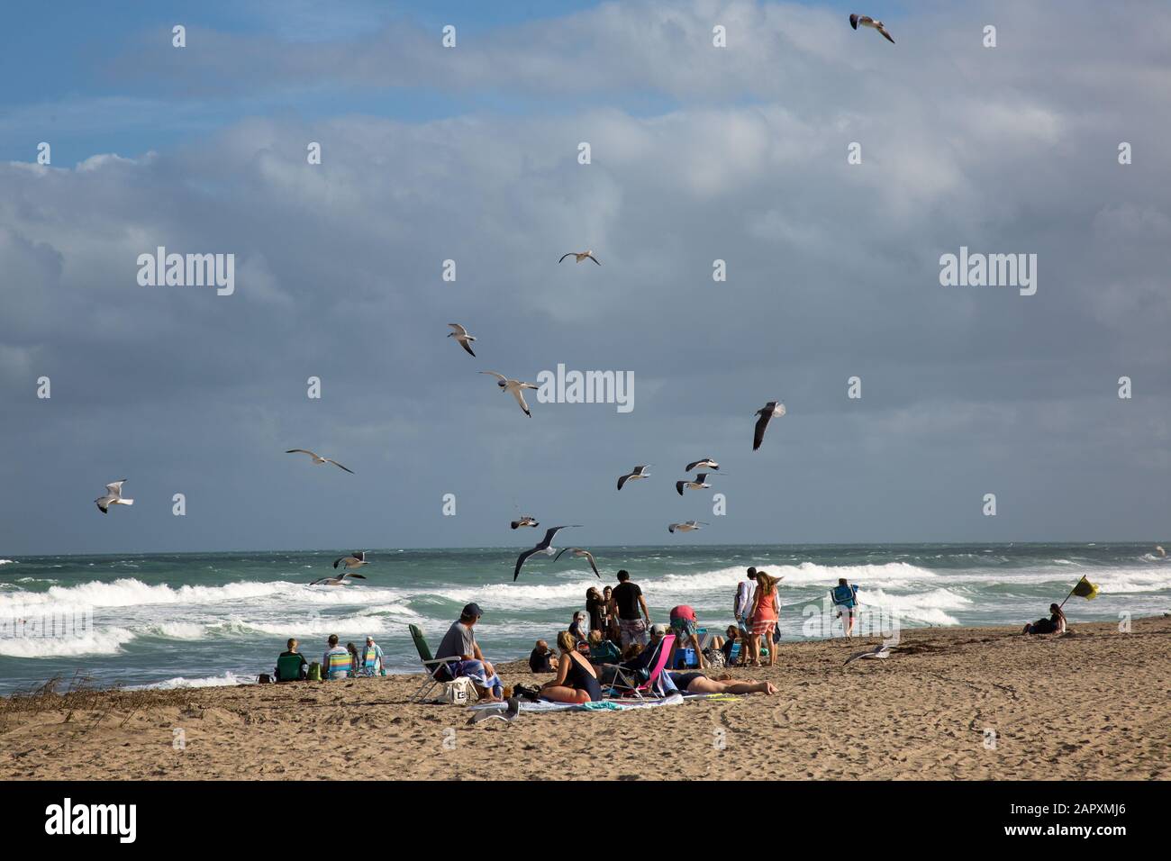 Un gregge di gabbiani affamati sciami i vacanzieri a Stuart Beach sull'Isola Hutchinson, Florida, Stati Uniti. Foto Stock