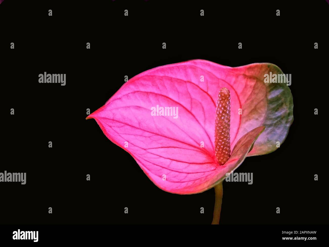 Primo piano di un fiore isolato di anthurium su uno sfondo nero Foto Stock