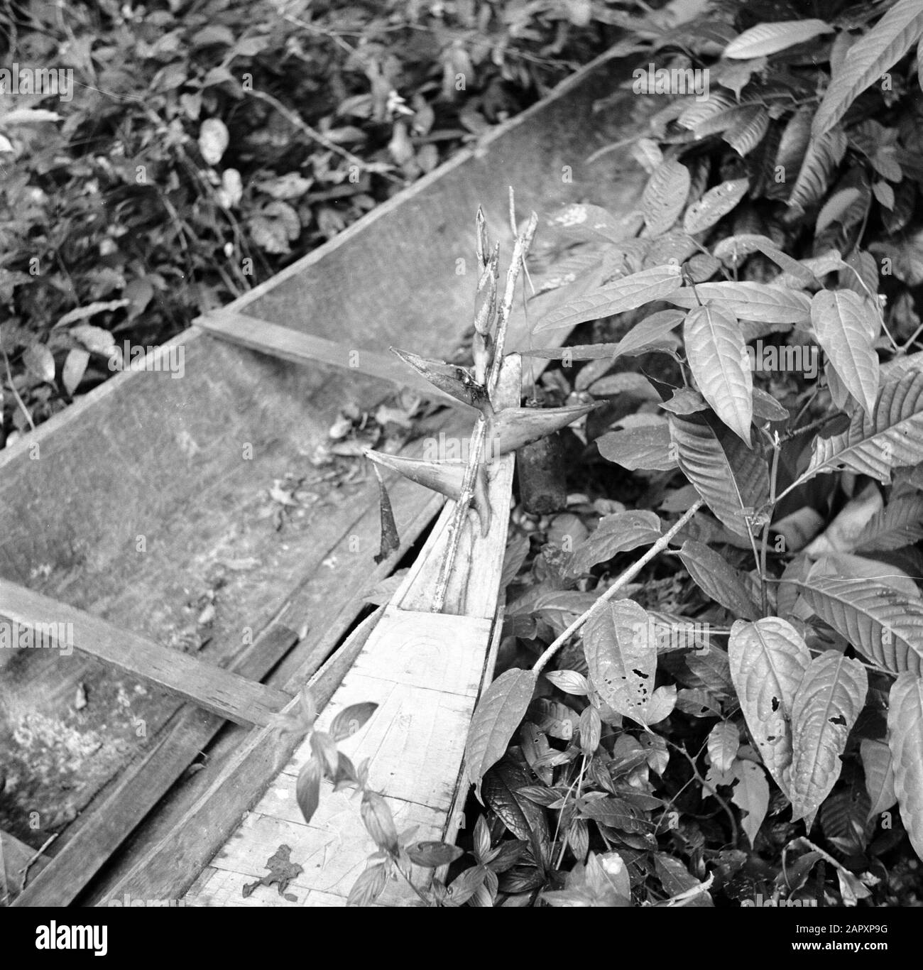 Viaggio a Suriname e Antille Olandesi Due korjals a Wakibasoe Data: 1947 luogo: Suriname, Wakibasoe Parole Chiave: Navi Foto Stock