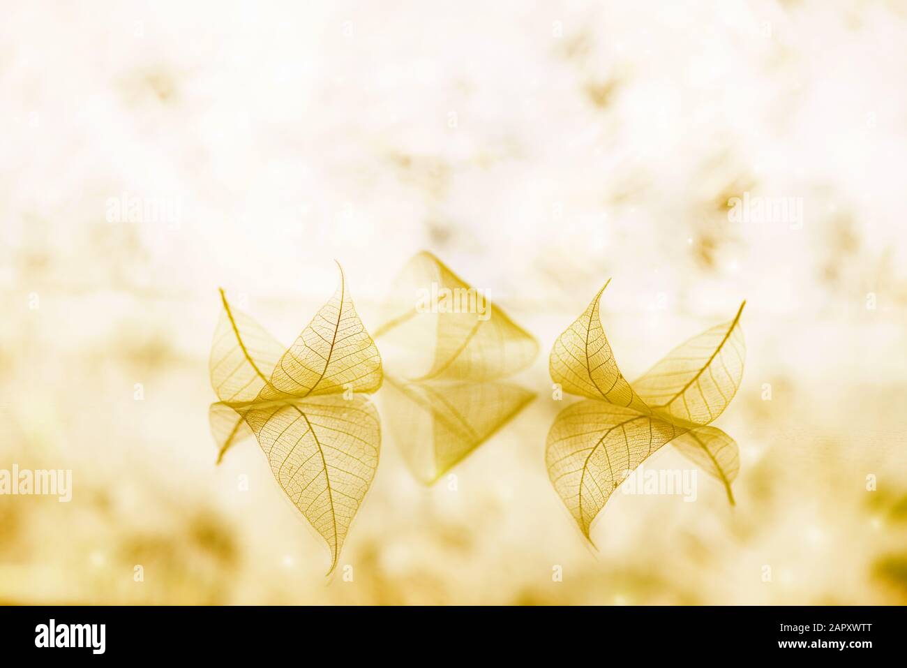 Le foglie bianche trasparenti sono su una superficie specchiata con riflessione su sfondo malveo, macro astratta immagine artistica sognante autunno. Carta da parati fiabesca Foto Stock