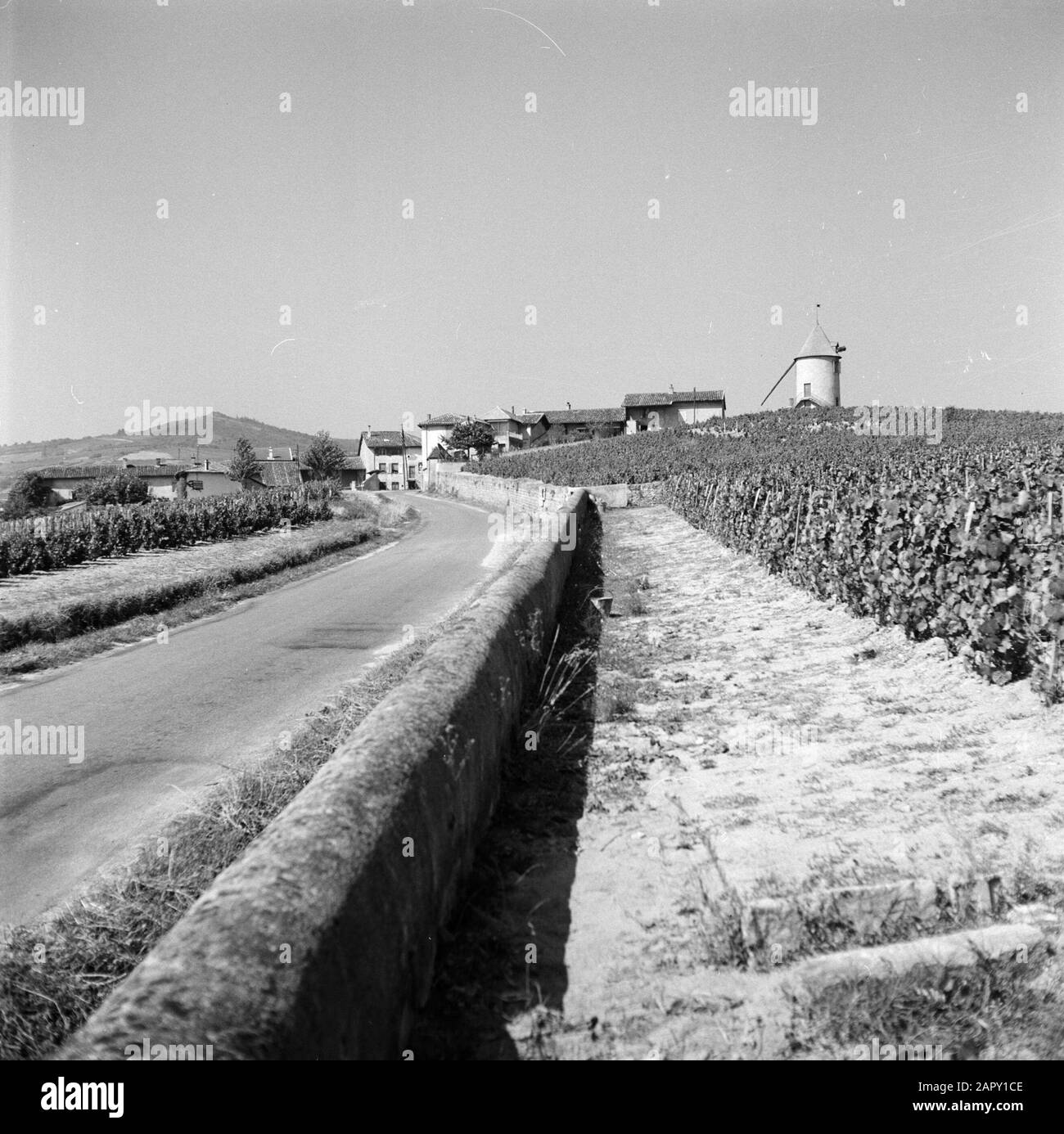 Regioni vinicole - Beaujolais Vigneti nel Moulin á Vent, con in lontananza il mulino a vento 13th secolo a cui la regione deve il suo nome Data: Undated luogo: Borgogna, Francia Parole Chiave: Paesaggi, strade, viticoltura, mulini a vento Foto Stock