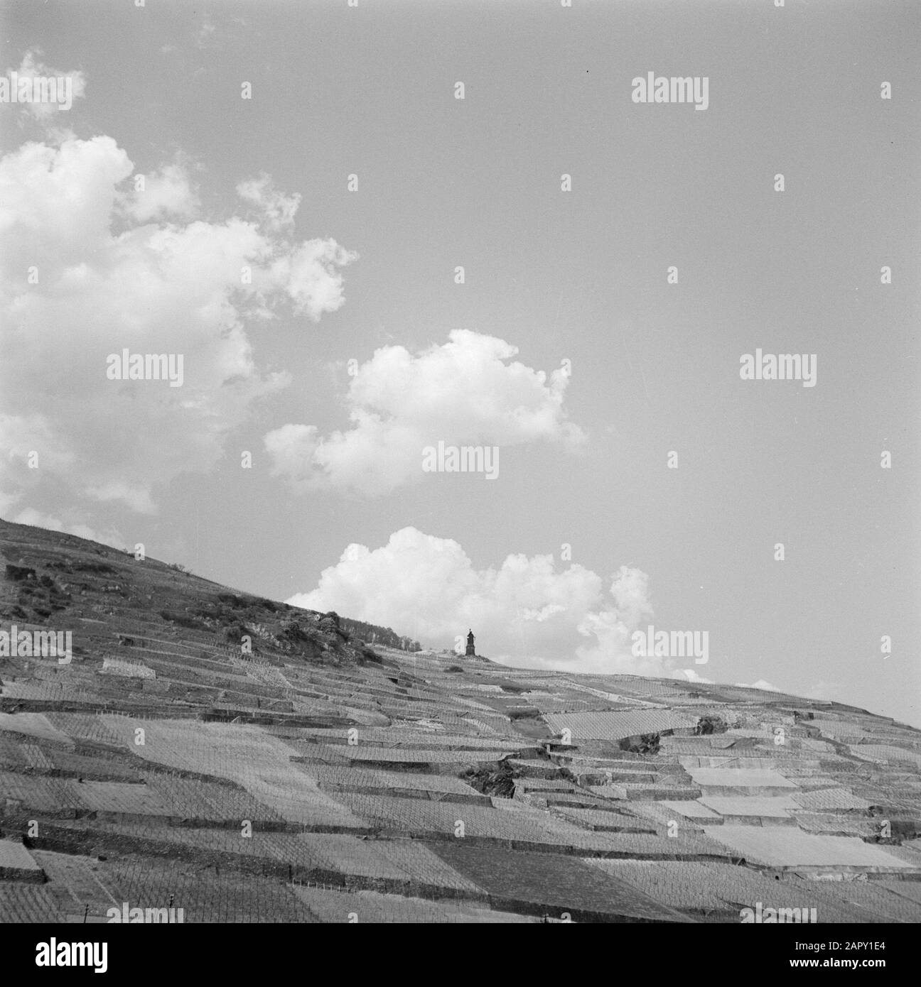 Navigazione sul Reno, rapporto da rimorchiatore Damco 9: West Germany Vineyards on the Rüdesheimer Berg with the Niederwalddenkmal Data: 1 aprile 1955 posizione: Germania, Rüdesheim, Germania occidentale Parole Chiave: Memoriali, colline, statue, viticoltura Foto Stock