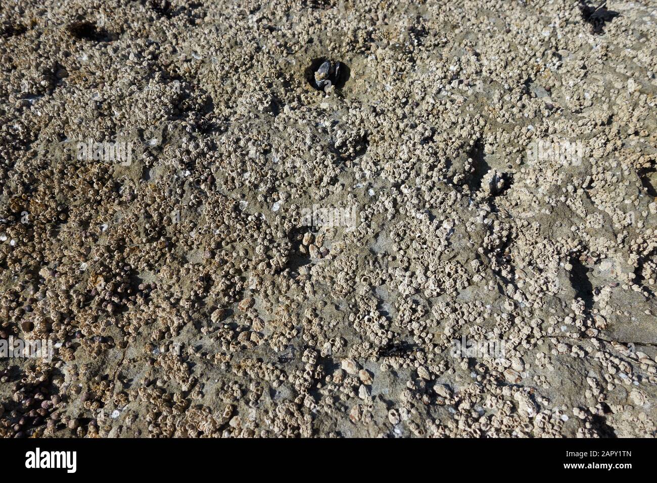 Un appartato parco della costa occidentale. Foto Stock