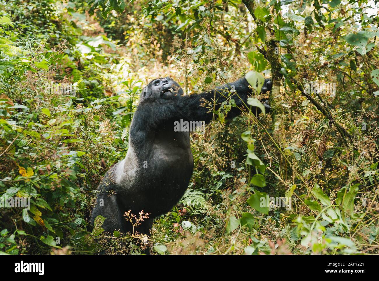 Impressionante montagna Gorilla che si erge e si estende nella giungla Densa, Bwindi Impenetrabile Parco Nazionale, Uganda Foto Stock