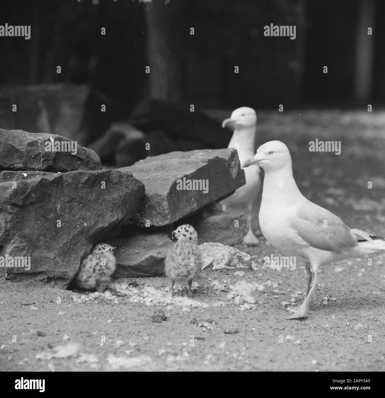 L'aringa euwechtcouple ha tre giovani in Artis Data: 17 Luglio 1962 Località: Amsterdam, Noord-Holland Parole Chiave: Zoo, UCCELLI Nome istituzione: Artis Foto Stock