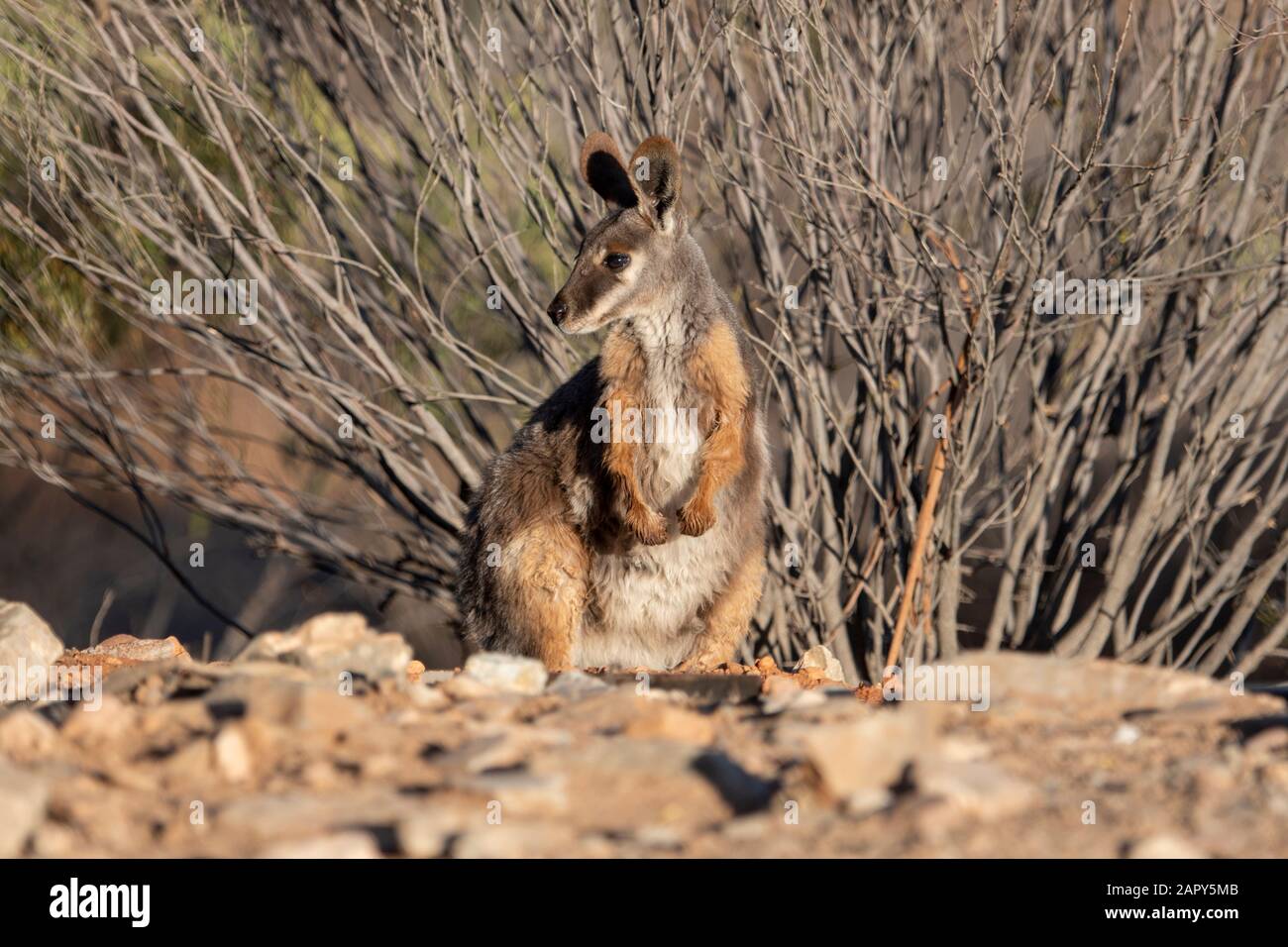 Yellow-Footed Rock Wallaby (Petrogale Xanthopus), Arkaroola Wilderness Sanctuary, Australia Meridionale, Australia Foto Stock