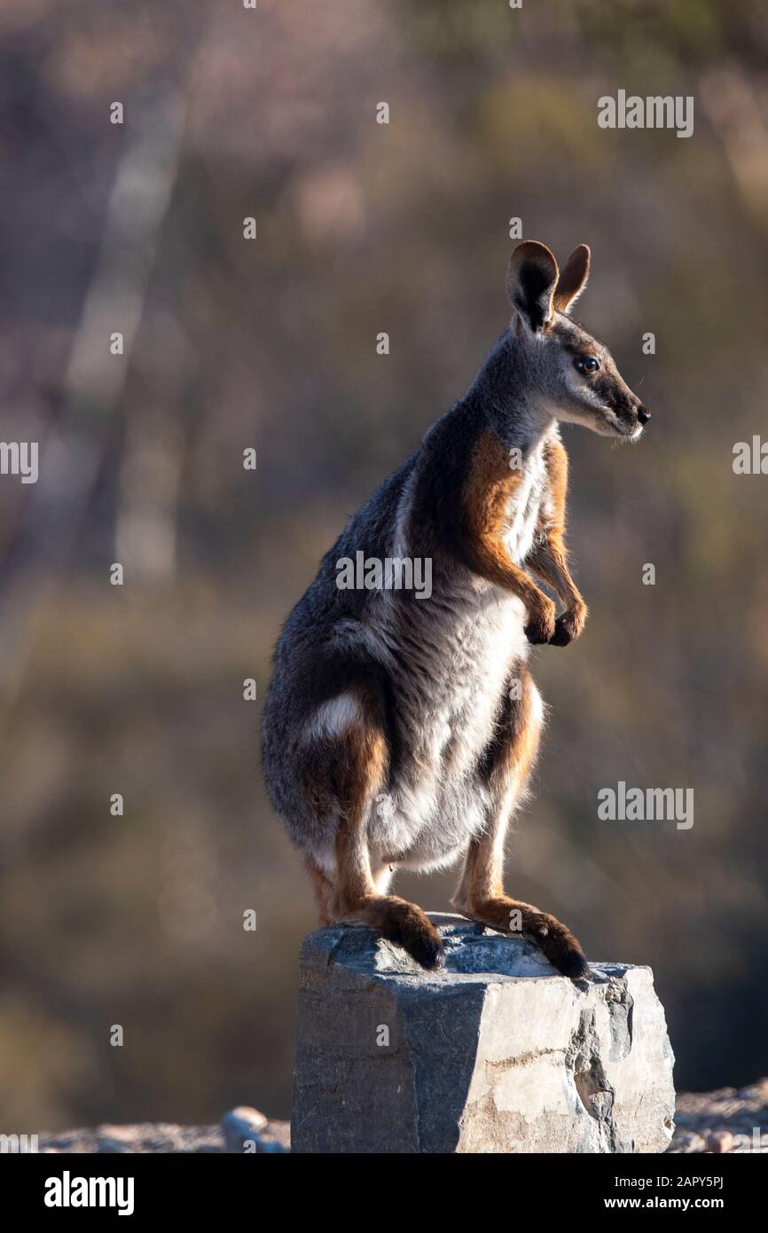 Vista laterale di un wallaby rock a piedi gialli (Petrogale xanthopus) arroccato su una roccia, Arkaroola Wilderness Sanctuary, Australia del Sud, Australia Foto Stock