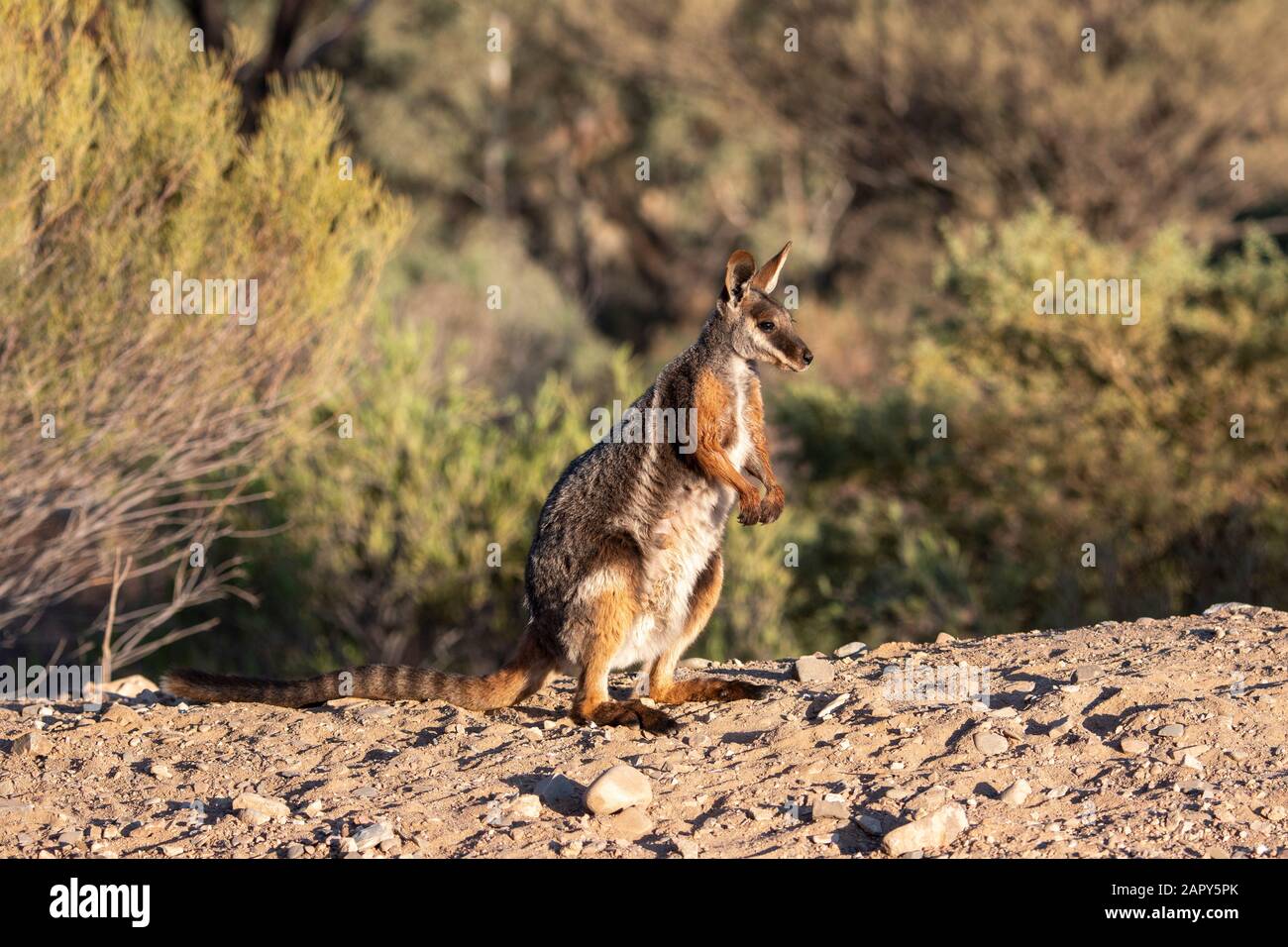 Vista laterale di un wallaby di roccia giallo-footed (Petrogale xanthopus), Santuario di Arkaroola Wilderness, Australia del sud, Australia Foto Stock