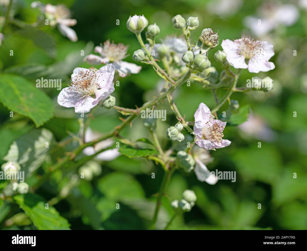 Mirtilli fioriti, Rubus sectio Rubus Foto Stock