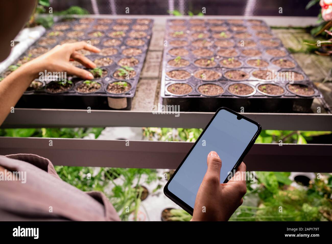 Smartphone in mano di giovane contadino contemporaneo su piantine verdi in pentole Foto Stock