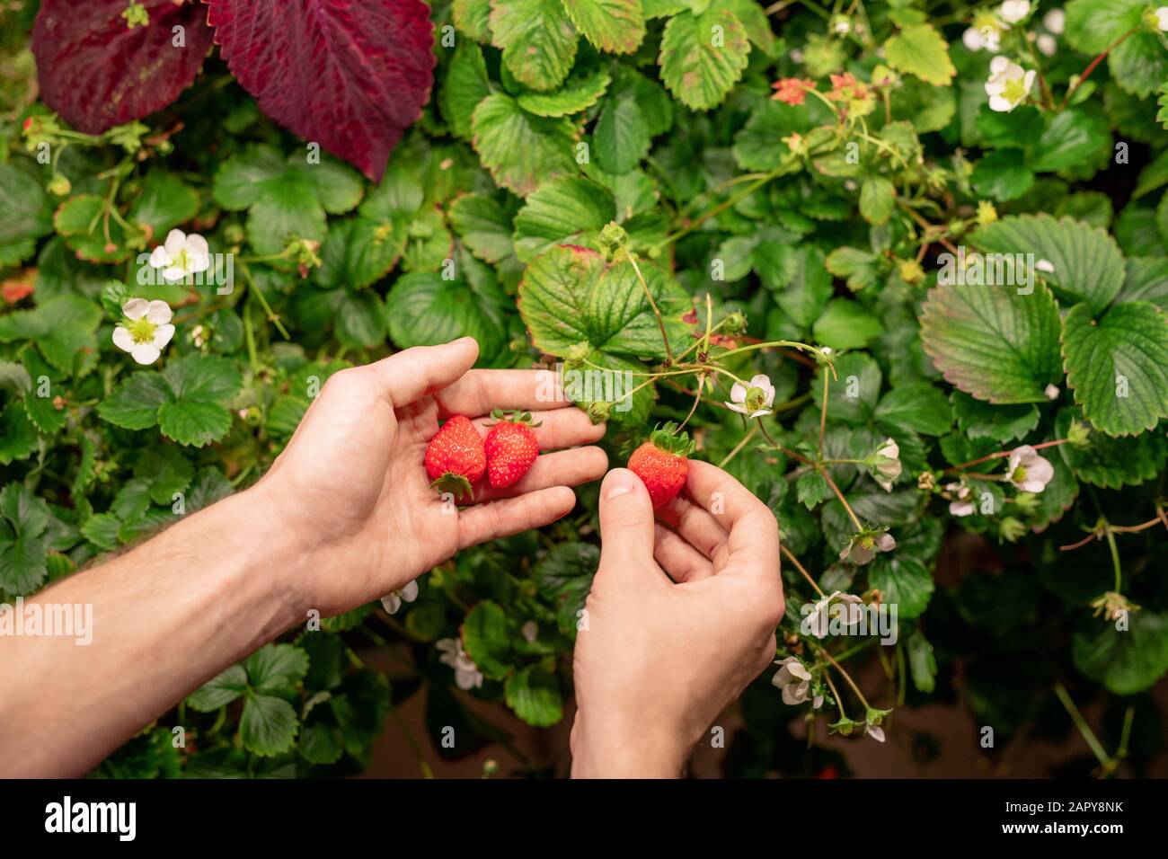 Mani di contadino contemporaneo maschio che raccoglie fragole che crescono in serra Foto Stock