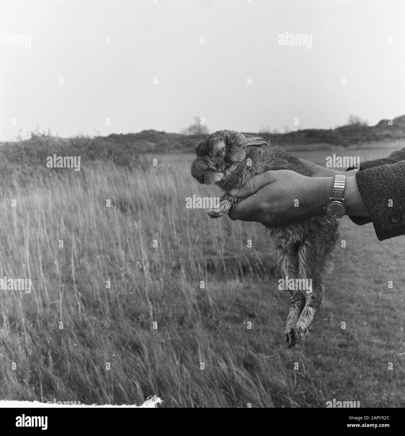 Mixomatosi op Voorne. Un coniglio colpito dalla malattia Data: 10 ottobre 1963 Località: Voorne, Zuid-Holland Parole Chiave: Animali, conigli, malattie Foto Stock