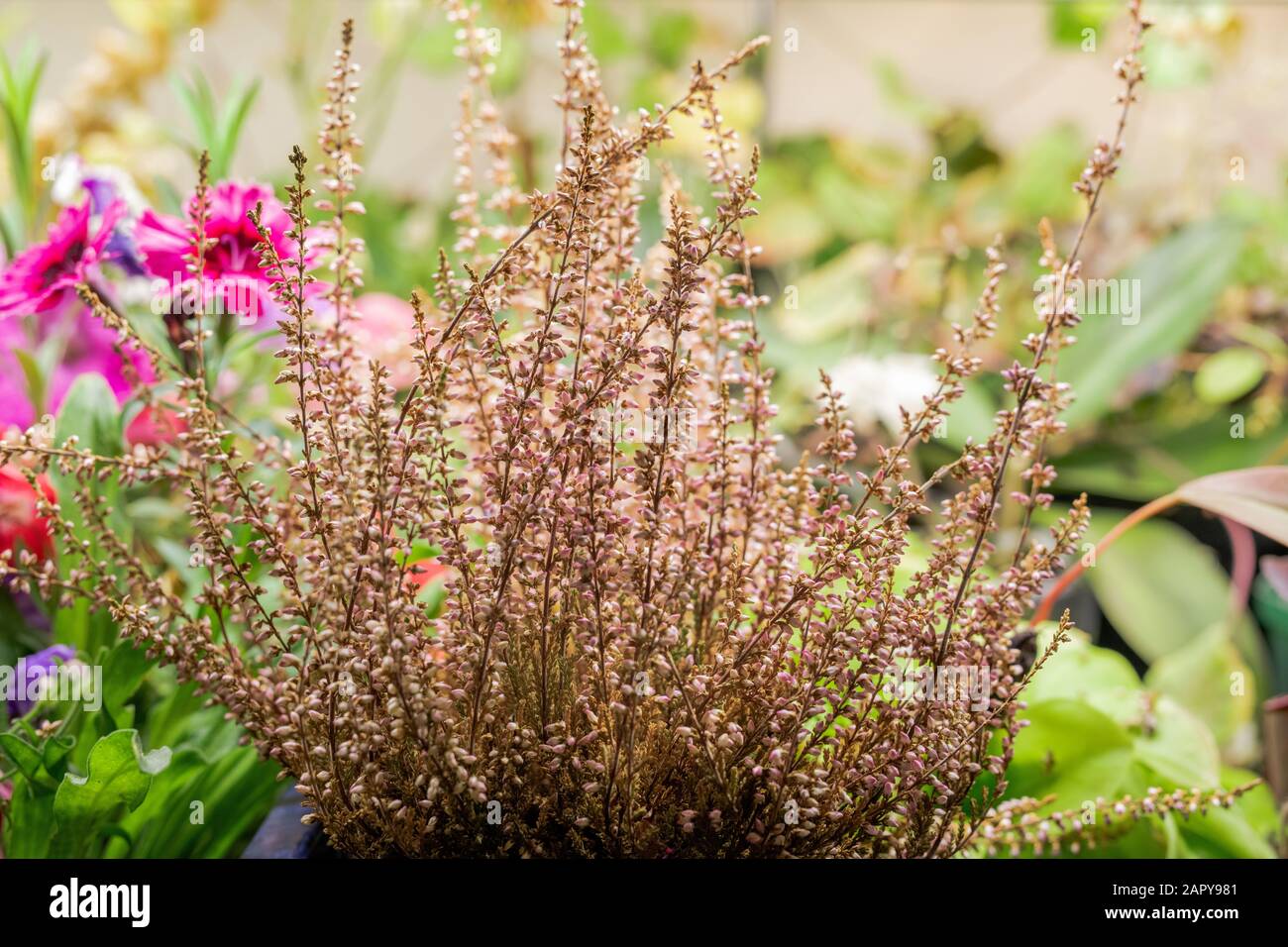 Erbe speziate o piante che crescono sul letto del giardino sullo sfondo di petunie rosa Foto Stock