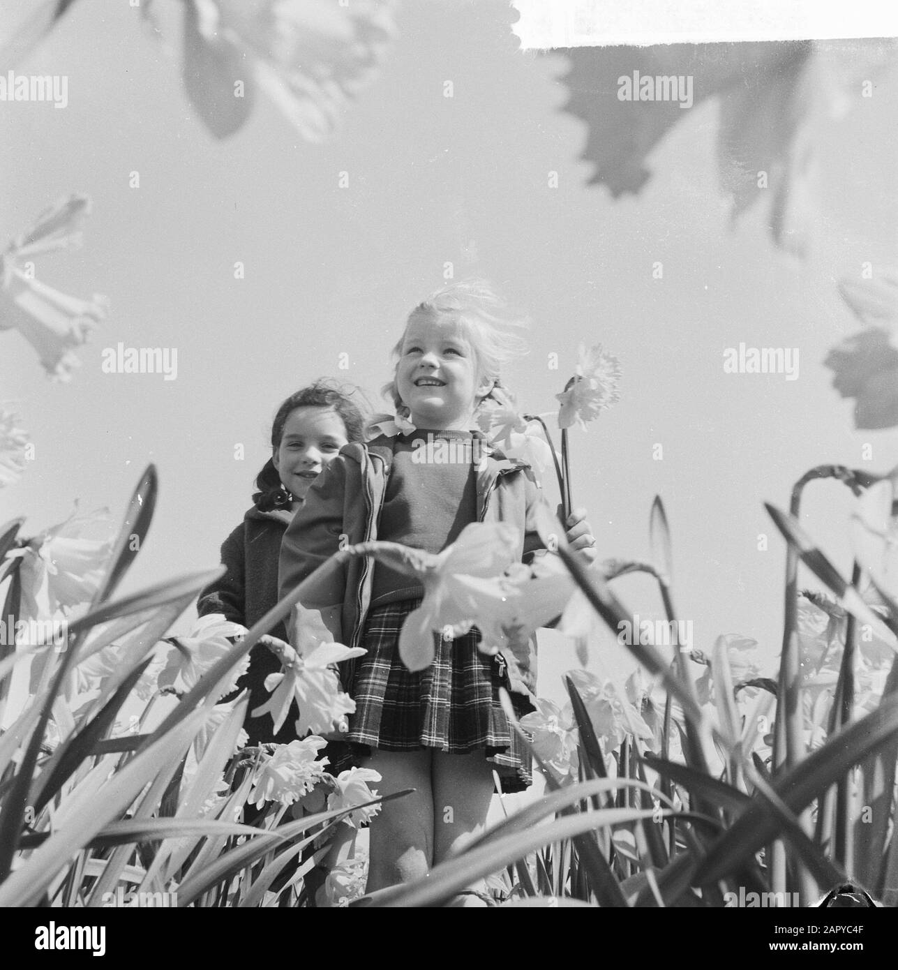 Bambini di primavera in un campo di daffodil Data: 15 aprile 1964 Parole Chiave: Bambini, Nome Della Persona di primavera: Narcisi Foto Stock