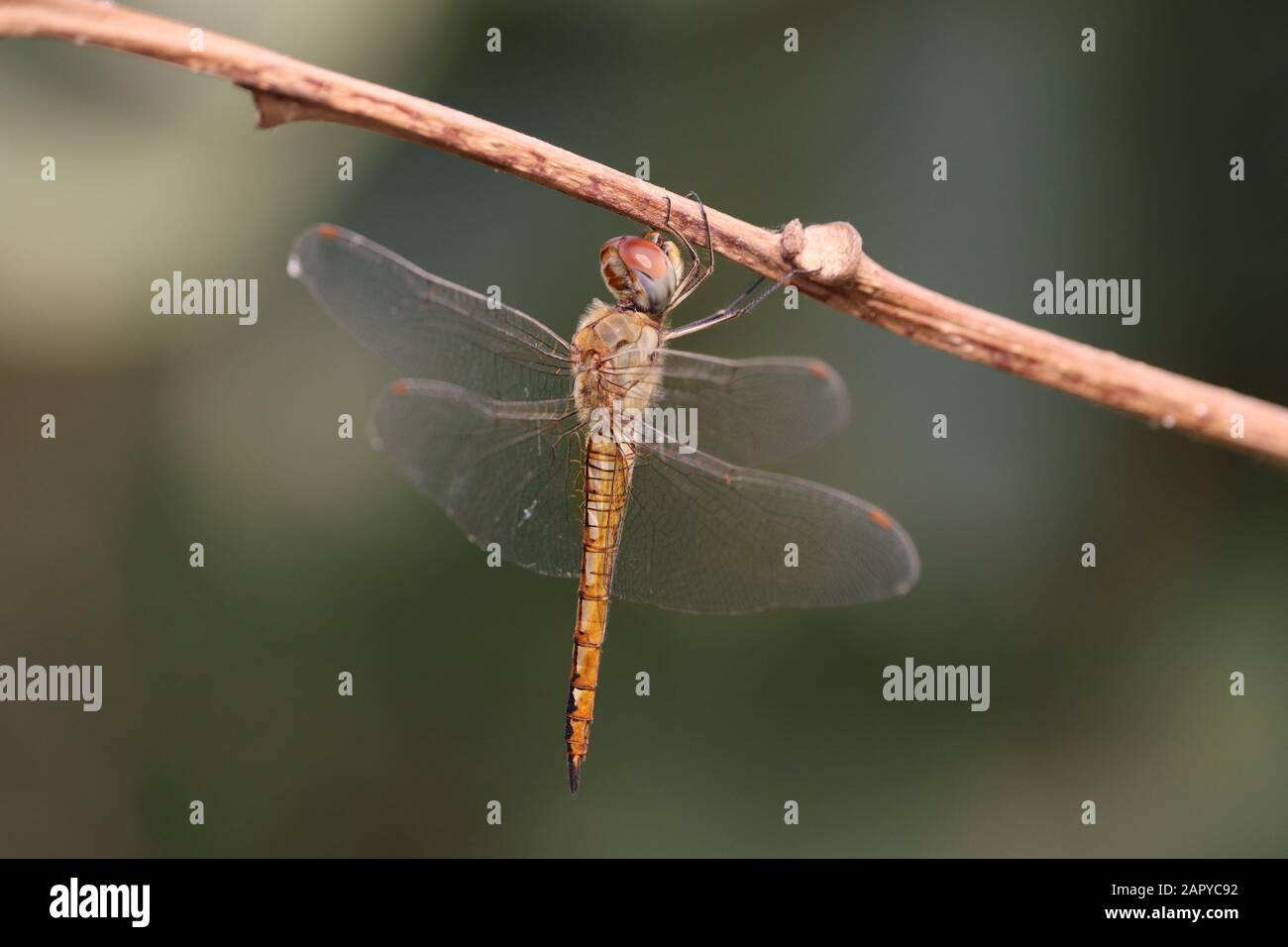 Dragonfly su legno macro vista. Profilo Dragonfly. Vista macro Dragonfly. Dragonfly Foto Stock
