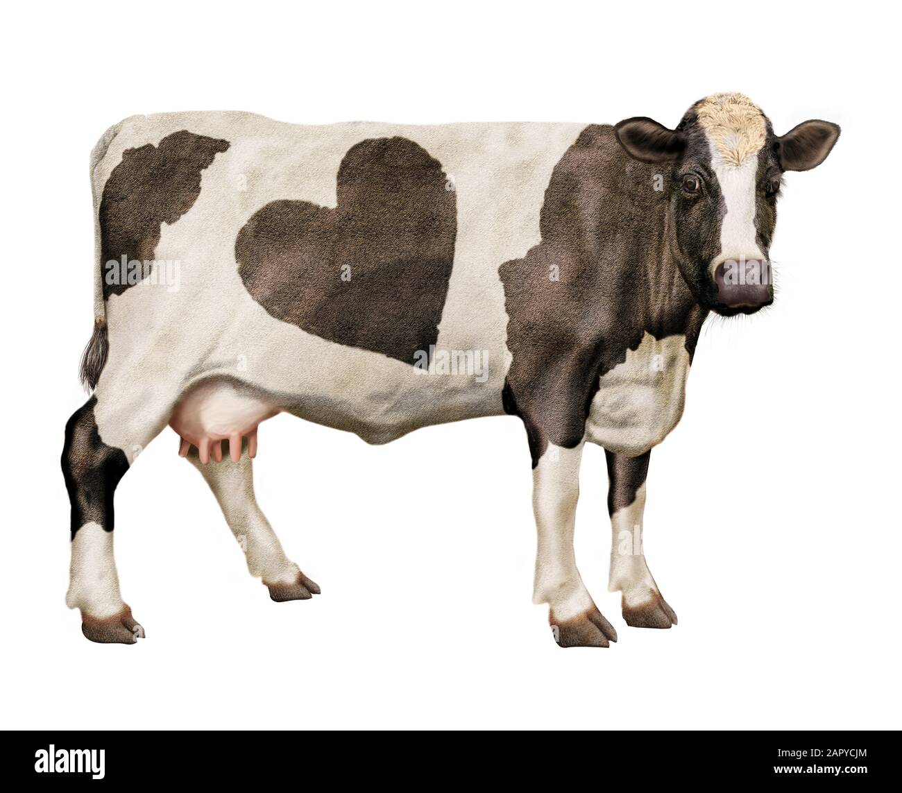 Disegno realistico di illustrazione della mucca Foto Stock