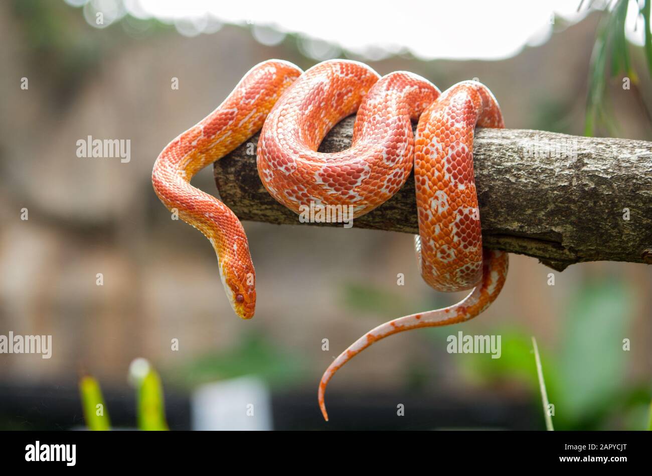 Il mais snake su un ramo Foto Stock
