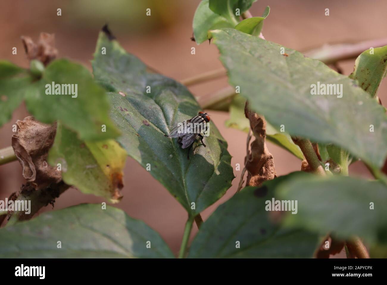 Housefly seduta su erba verde foglia shot Foto Stock