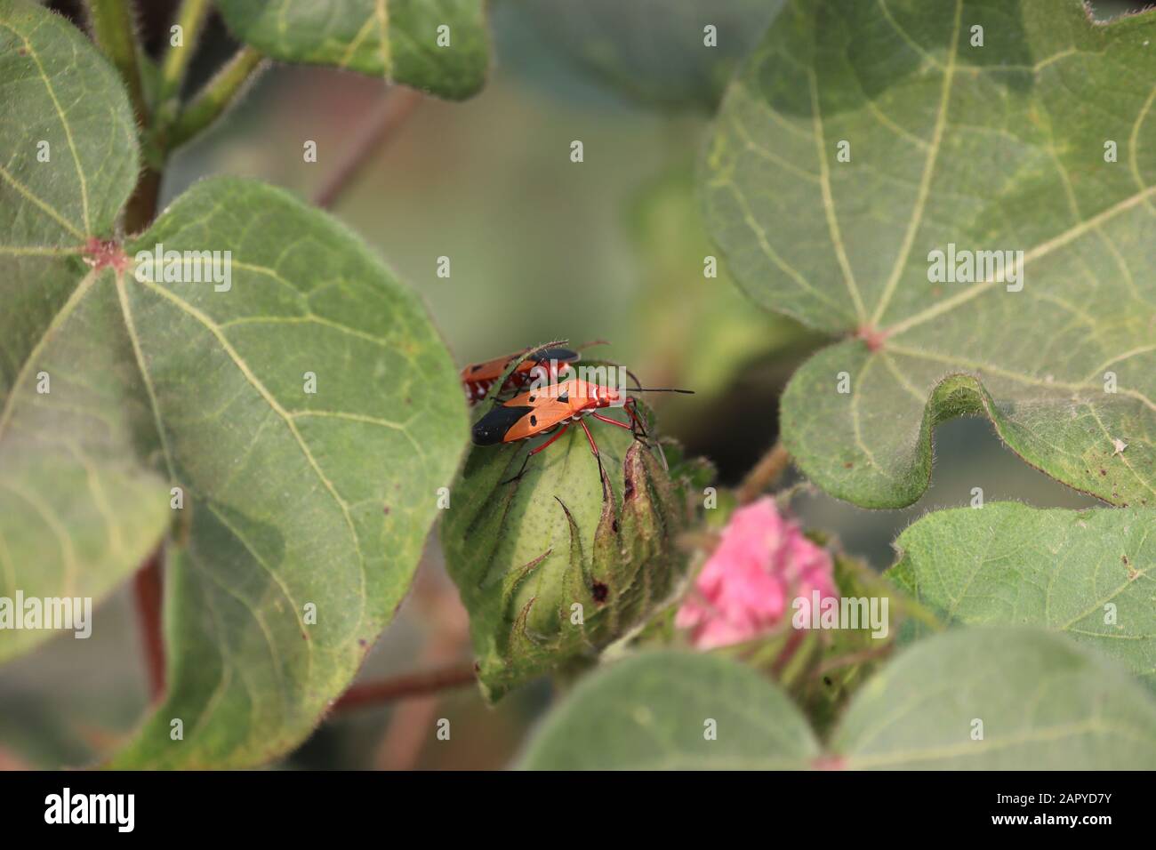 Primo piano di bolli di cotone Maturi su ramificazione di cotone con insetti di cotone Foto Stock