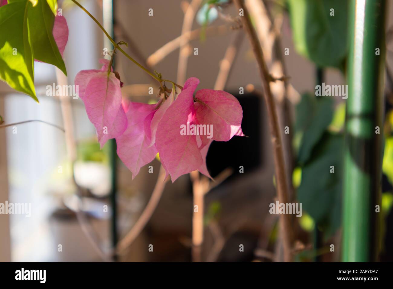 Primo piano di un fiore rosa con sfondo sfocato Foto Stock