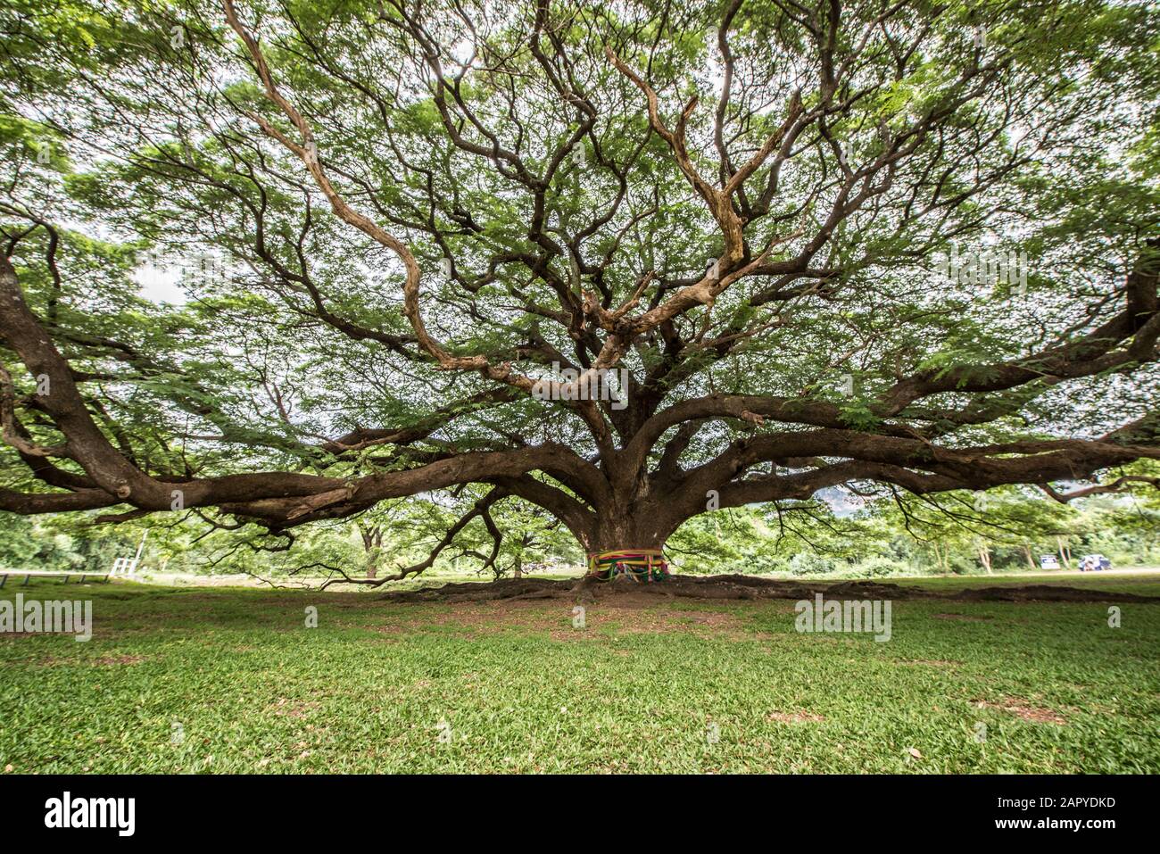 Grande albero con ingrandimento ramo Foto Stock