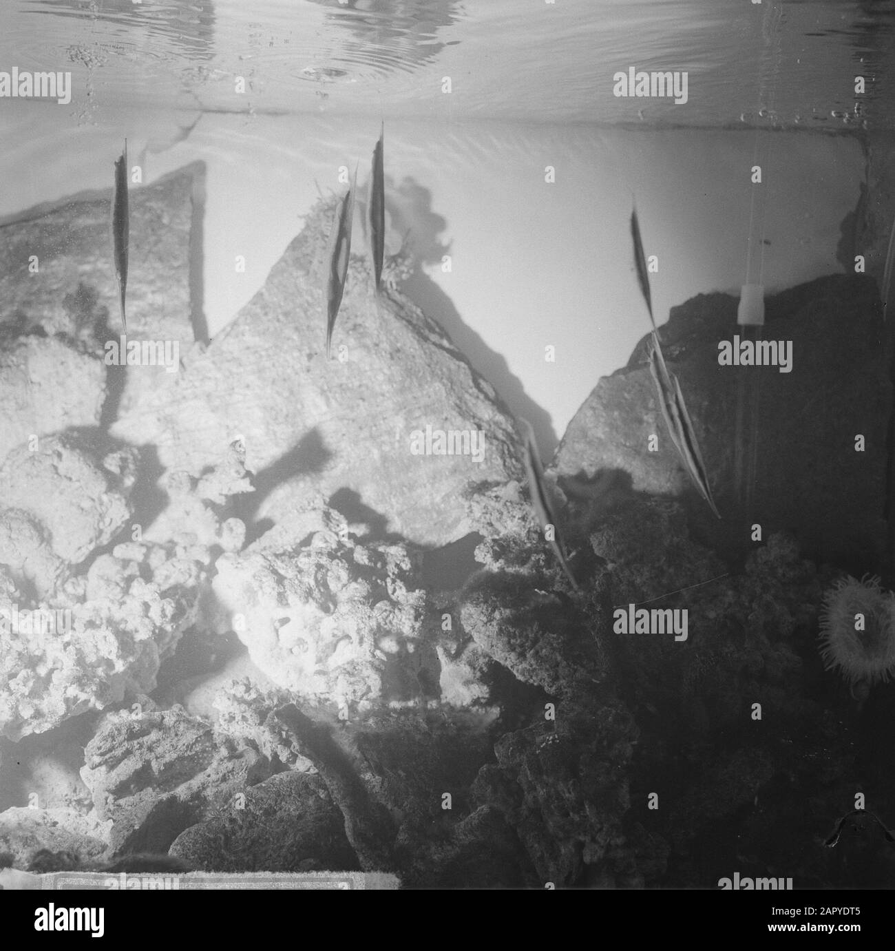 Peertje peels with a fish, the Razor fish in Aquarium Data: 21 Dicembre 1964 Località: Amsterdam, Noord-Holland Parole Chiave: Fish Institution name: Artis Foto Stock