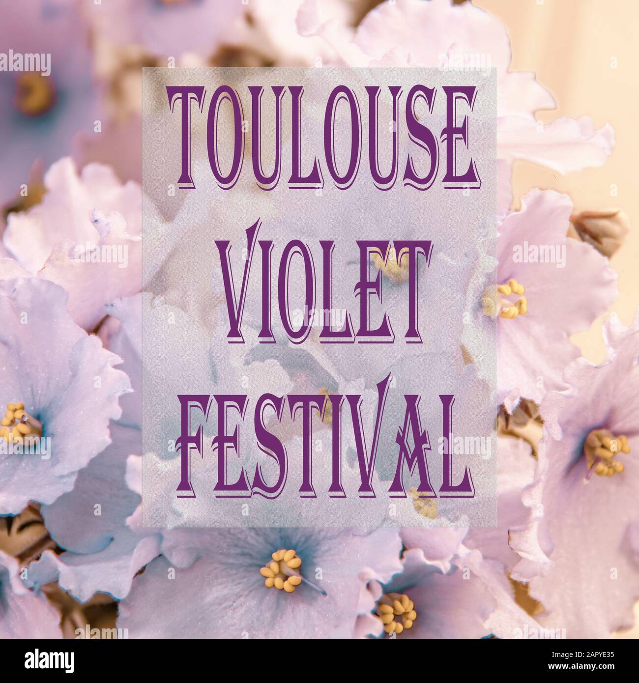 Congratulazioni per il testo del festival Toulouse Violet, che si svolge in Francia a febbraio. Mostra di violetti. Fiori invernali. Copia spac Foto Stock