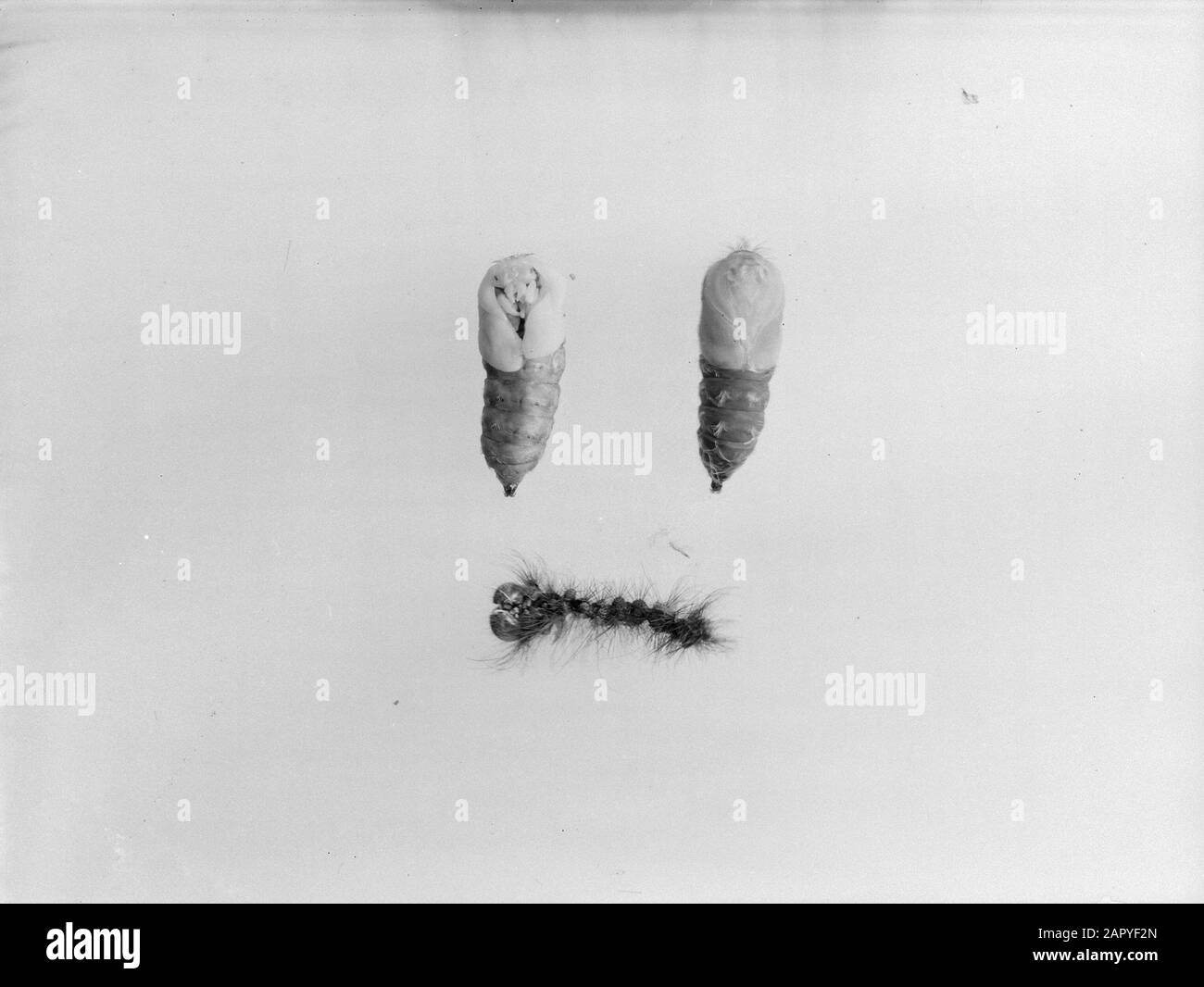 Insetti, bambole Data: Parole Chiave dense: Insetti, bambole Foto Stock