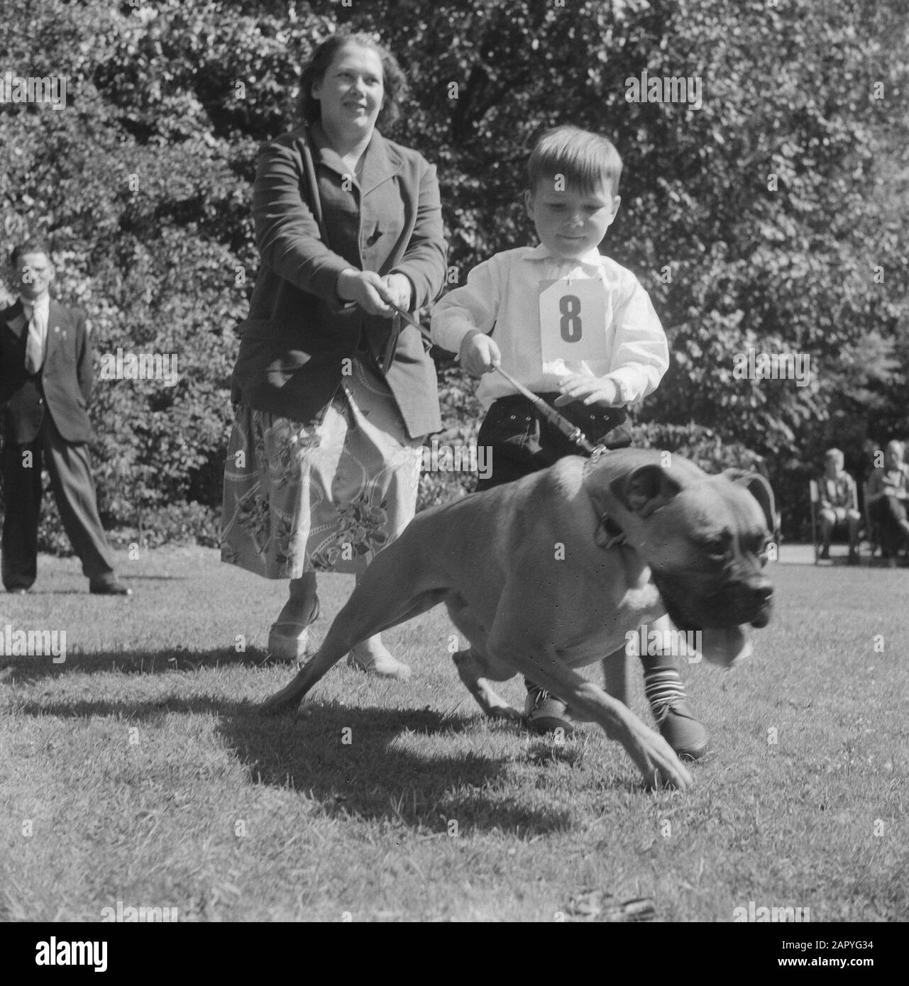 Dog show in open air theater Dijkzigt a Rotterdam Data: 2 Agosto 1958 luogo: Rotterdam, South-Holland Parole Chiave: Cani, spettacoli di cani, teatri all'aperto Foto Stock