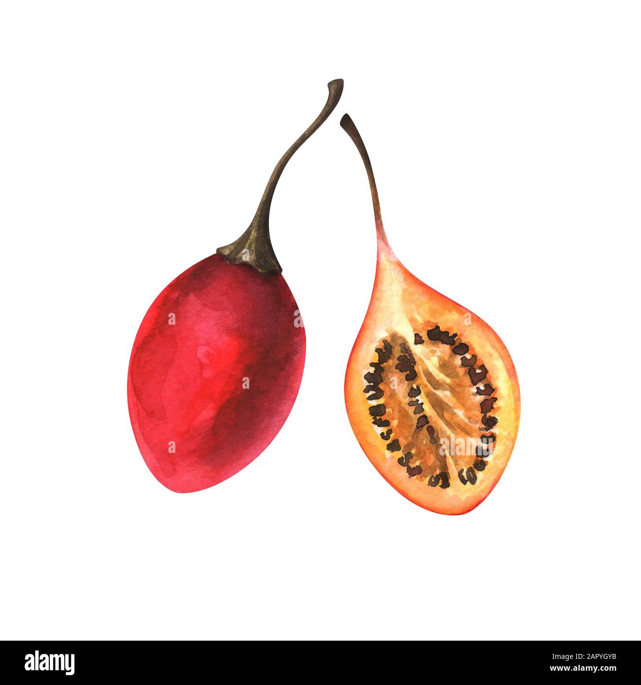 Illustrazione acquerello di tamarillo Foto Stock