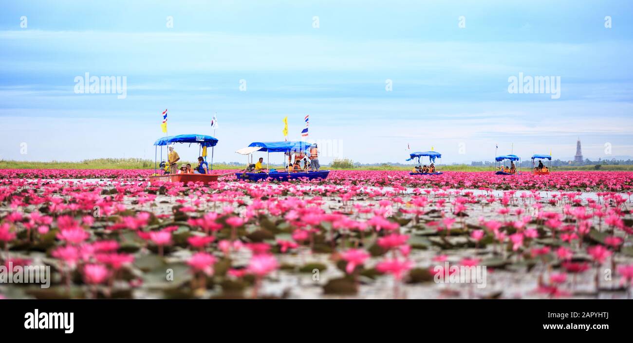 Udon Thani, Thailandia - 5 Dicembre 2014 : turista thailandese prendere barca visitare il mare di giglio d'acqua rossa festival a lago Ninghan a Udon Thani, Thailandia. Foto Stock