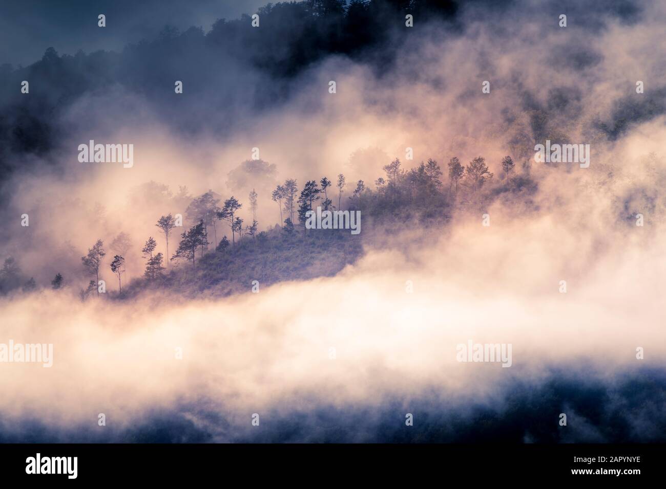 Alberi in nebbia Toscana Foto Stock