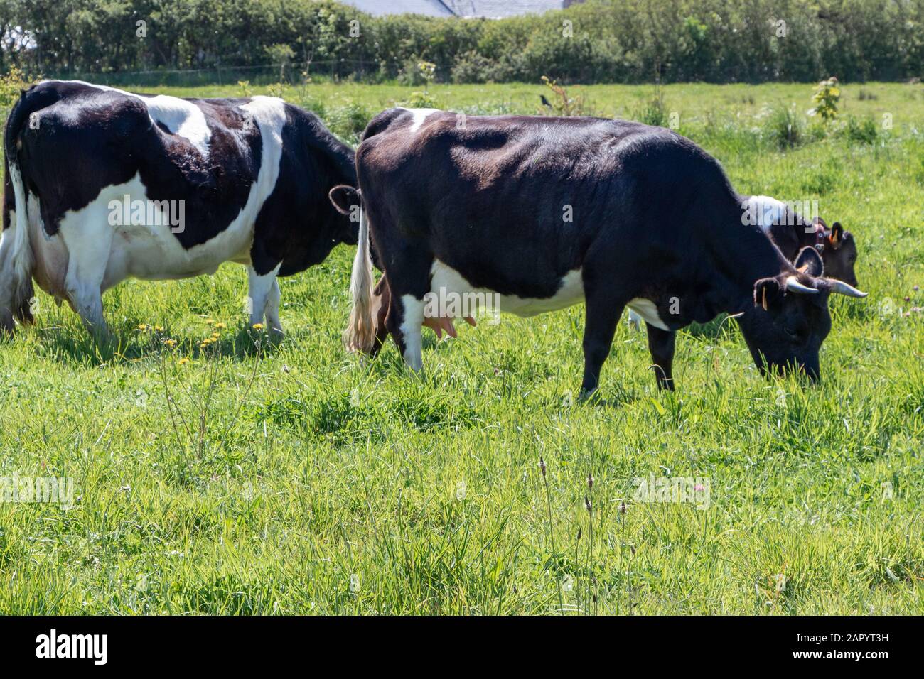Breton Pie Noire calfs e mucche al pascolo in un campo Foto Stock