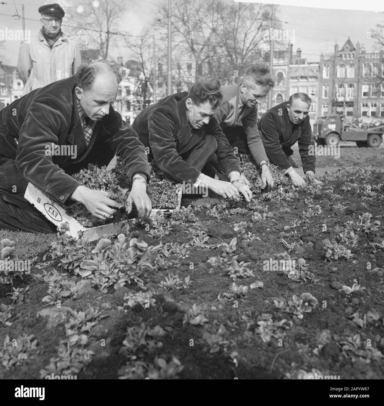 Piante di violetti al Frederiksplein di Amsterdam Data: 28 Marzo 1961 luogo: Amsterdam, Noord-Holland Parole Chiave: Piante Foto Stock