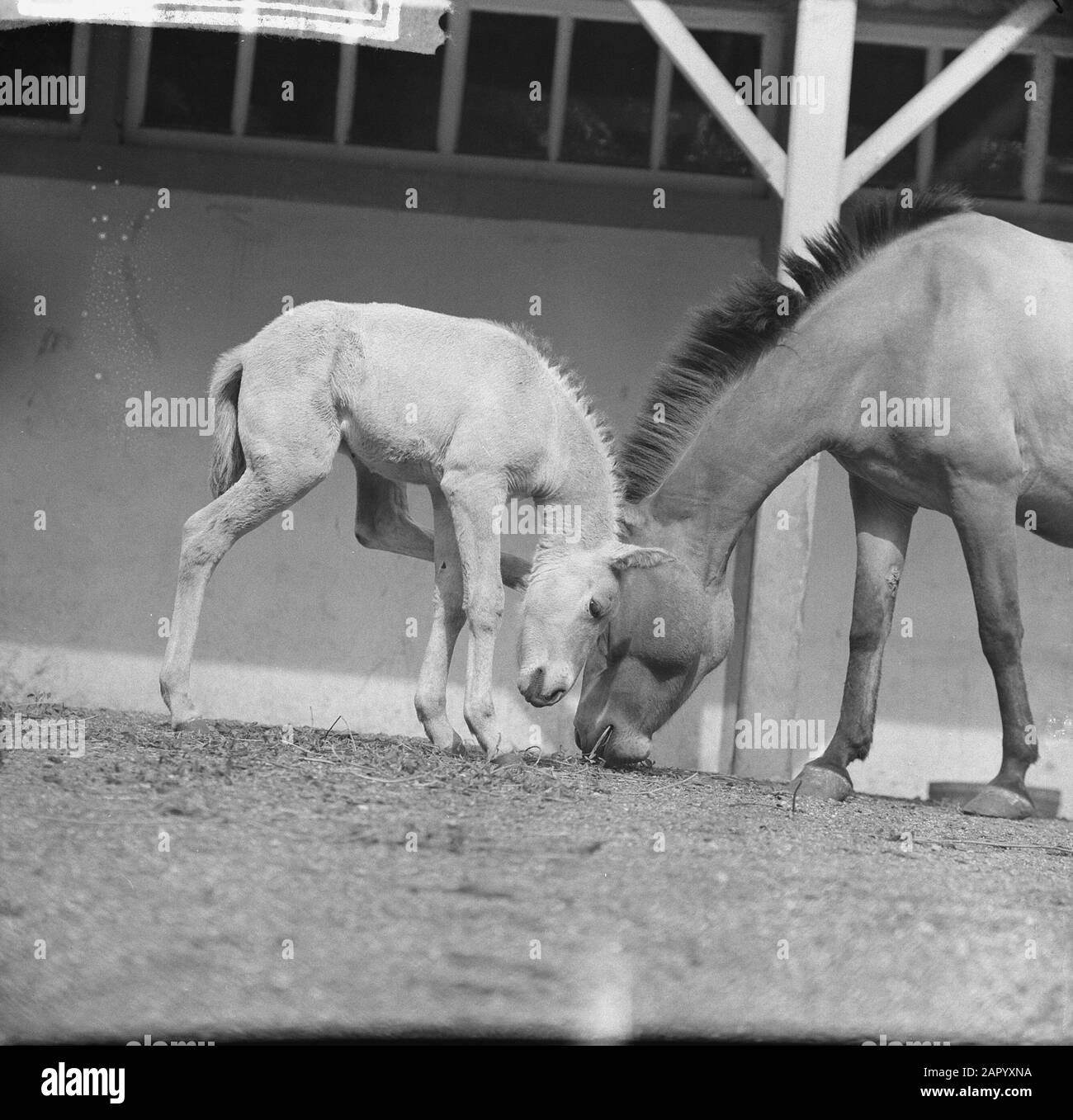 Notizie da Artis. Jong Przewalskipaardje Data: 29 Giugno 1961 Luogo: Amsterdam, Noord-Holland Parole Chiave: News Nome Del Personale: Przewalskipaardje Foto Stock