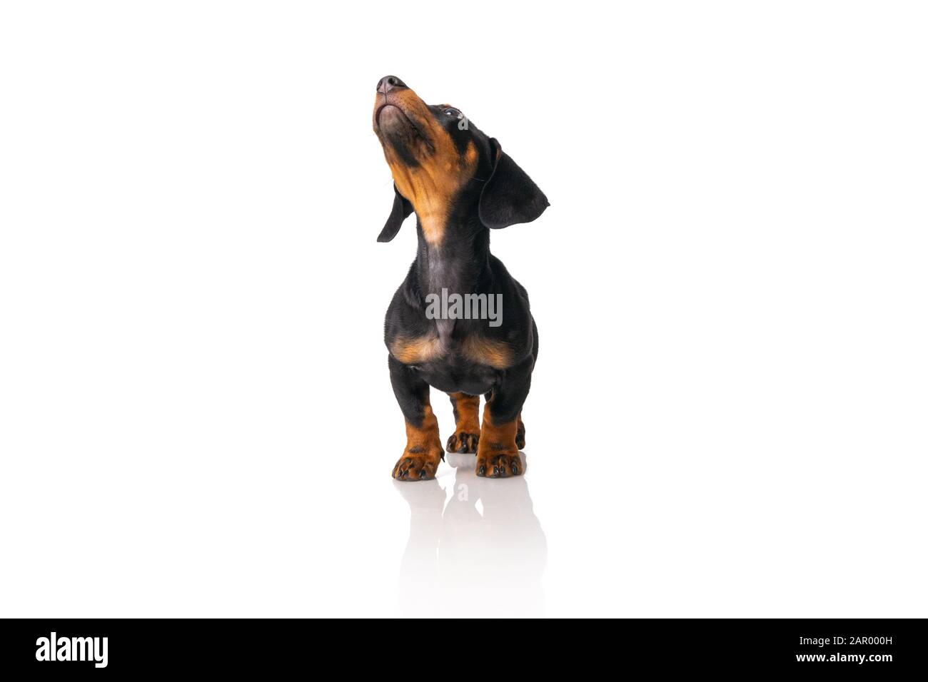 Divertente cane salsiccia, dachshund cucciolo in posa isolato su sfondo bianco Foto Stock