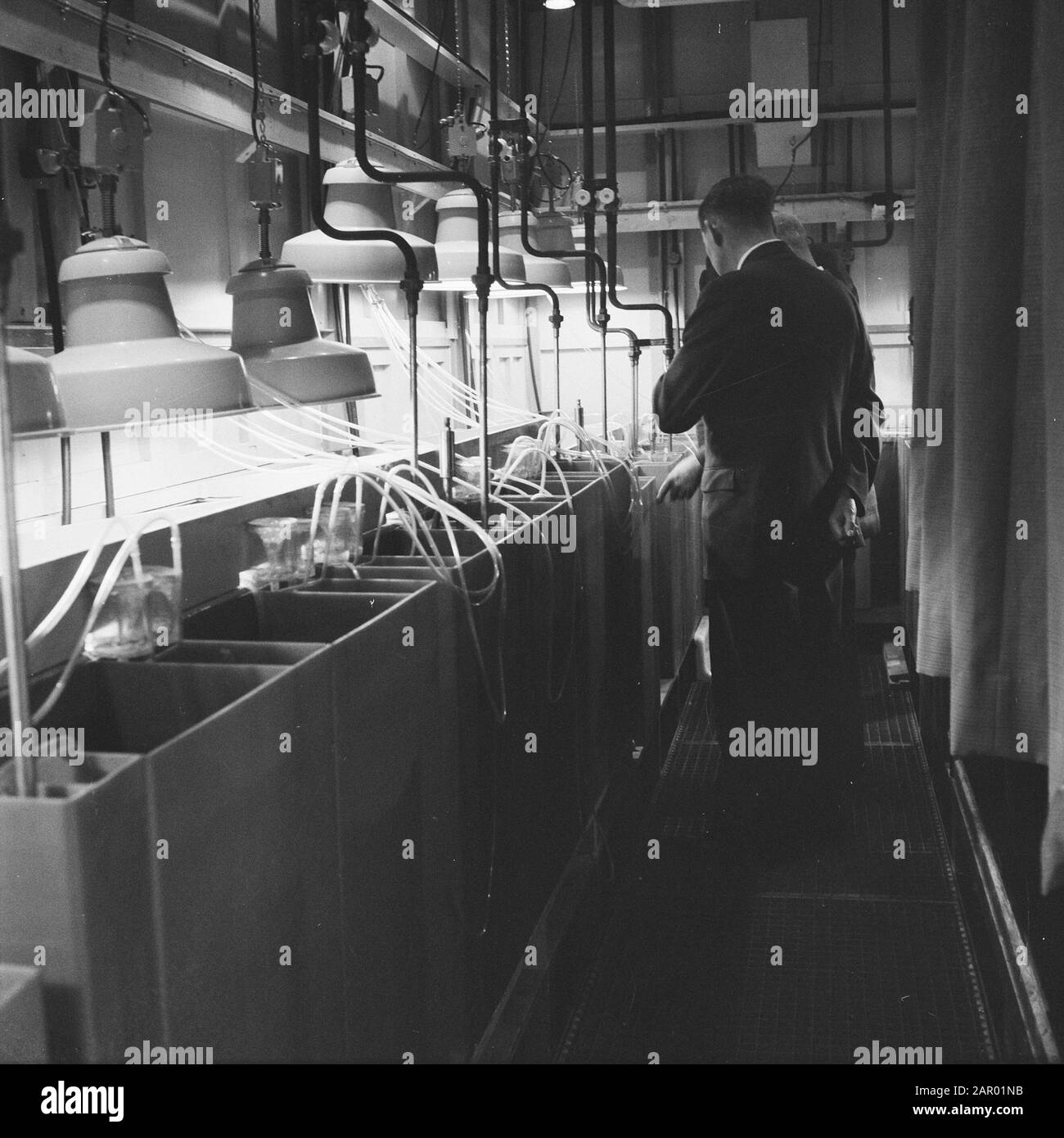 Acquario tropicale nella piccola sala all'Artis aperto Data: 21 Dicembre 1961 Località: Amsterdam, Noord-Holland Nome istituzione: Artis Foto Stock