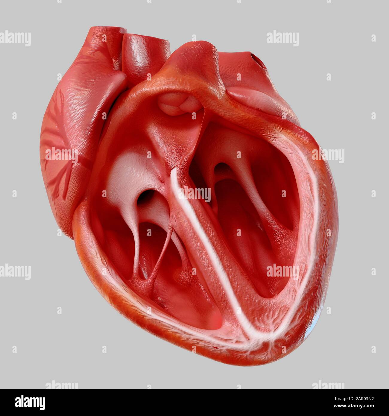 Cuore umano. Anatomia Degli Organi interni, rendering 3D Foto Stock