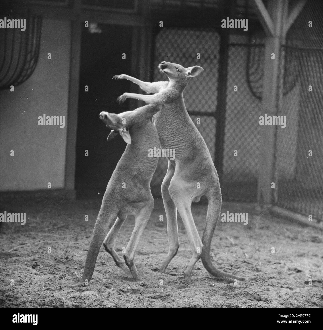 Canguro gigante sul pugno in Artis Data: 6 settembre 1962 Parole Chiave: Canguri, pugni Nome istituzione: Artis Foto Stock