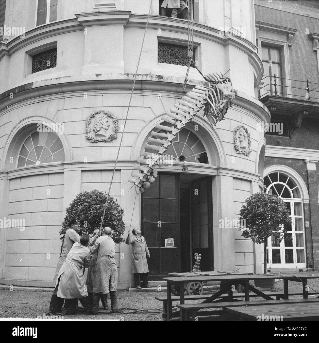 Balena nana di 7 metri situata nel magazzino del Museo Zoologico di Amsterdam Data: 3 ottobre 1962 posizione: Amsterdam, Noord-Holland Parole Chiave: Musei Foto Stock
