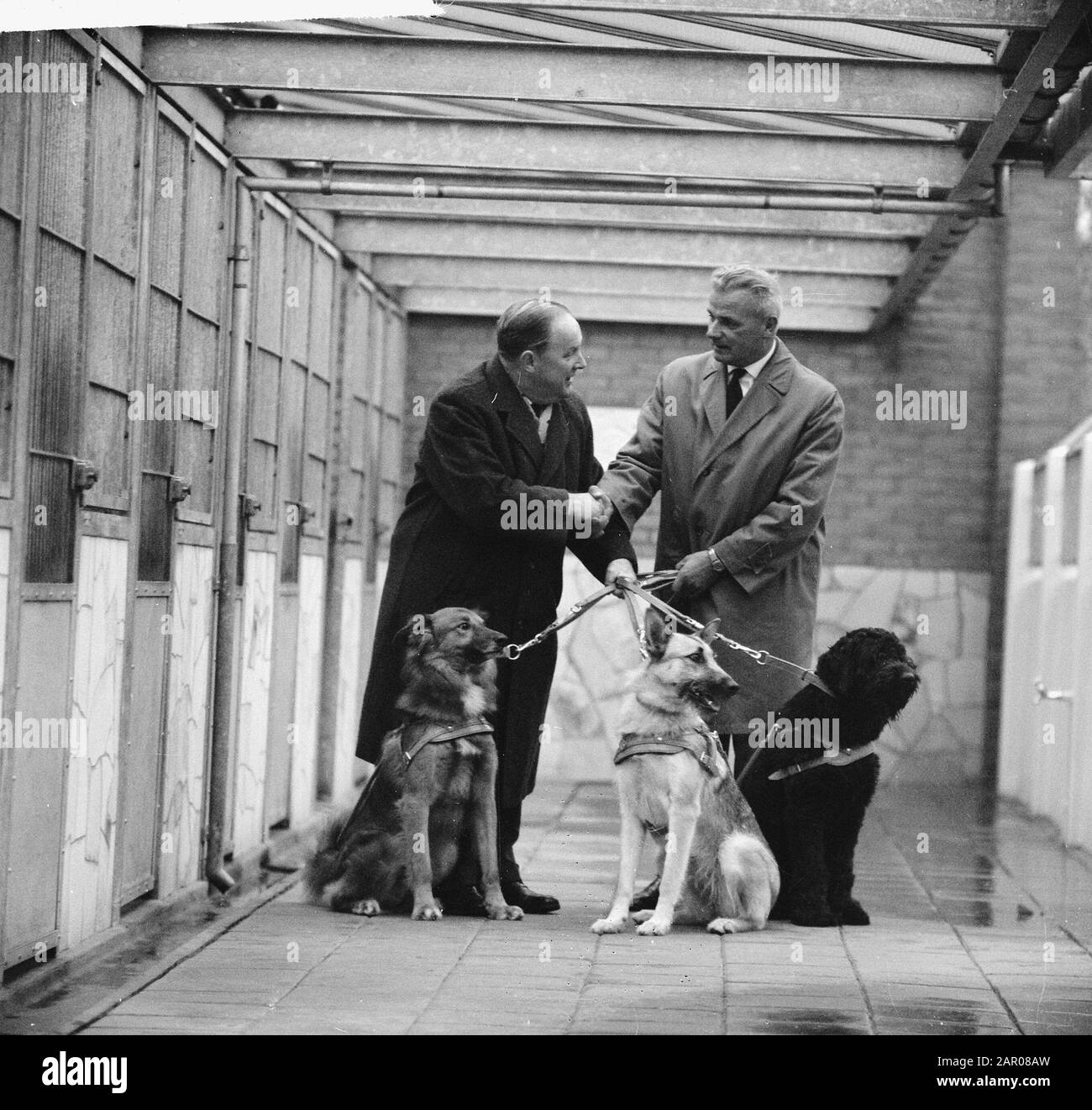 Tre cani sotto forma di denaro trasferito dalla banca di risparmio della città di Amsterdam al Royal Dutch Guide Dog Fund for training dogs Data: 30 ottobre 1962 luogo: Amsterdam, Noord-Holland Parole Chiave: Cani, formazione Foto Stock