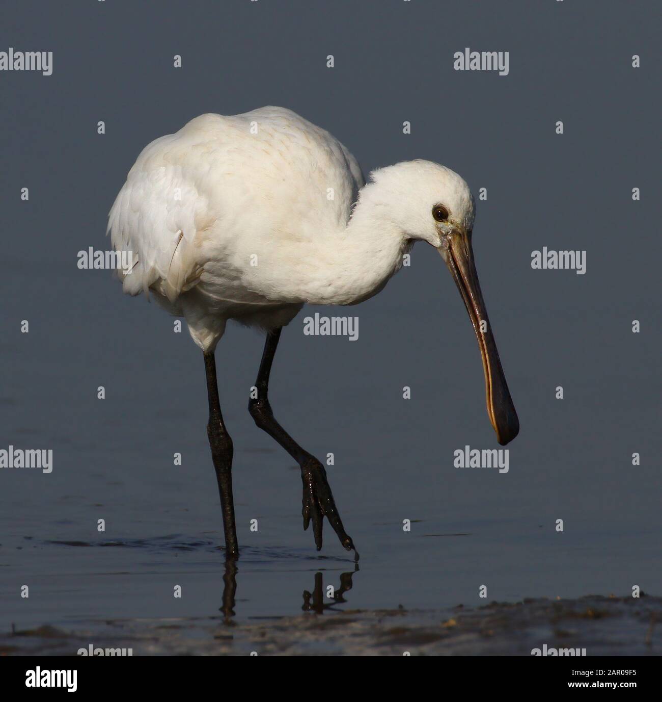 Spoonbill giovanile, Platalea Leucordia in piedi su guado verticale sul litorale alla ricerca di cibo. Preso a Stanpit Marsh Regno Unito Foto Stock