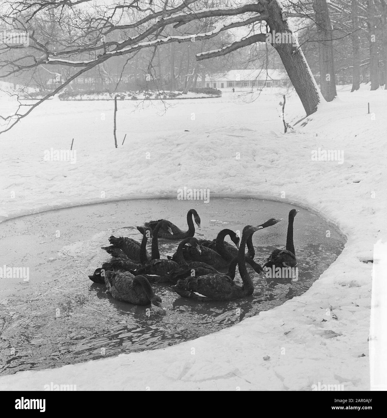 Neve, uccelli, risveglia Data: 20 febbraio 1963 Parole Chiave: Neve, uccelli, risveglia Foto Stock