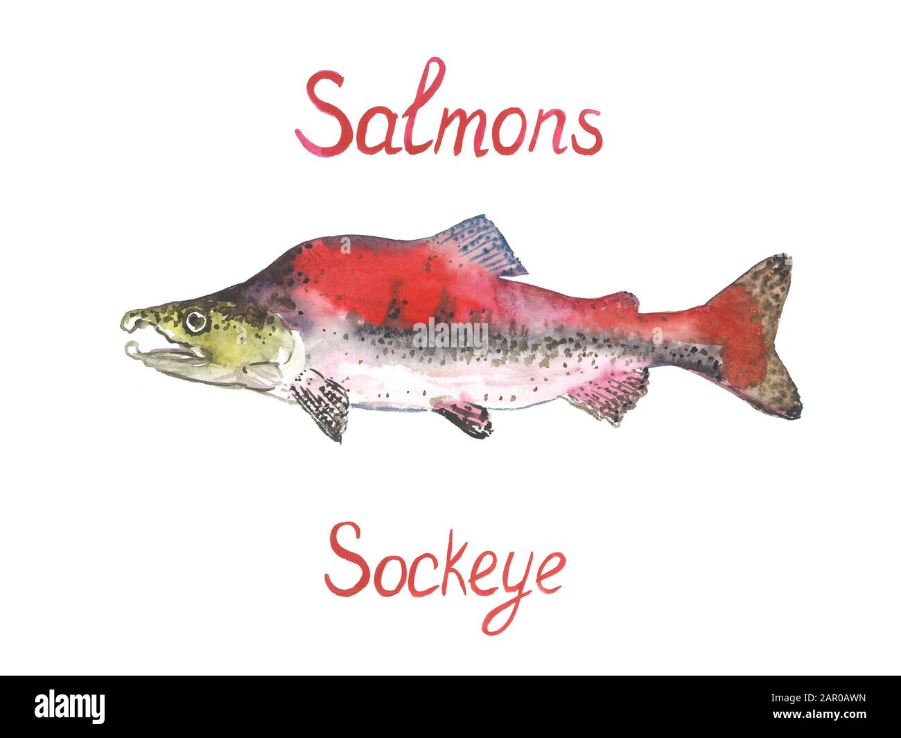 Salmone Sockeye, dipinto a mano ad acqua elemento di disegno con iscrizione Foto Stock