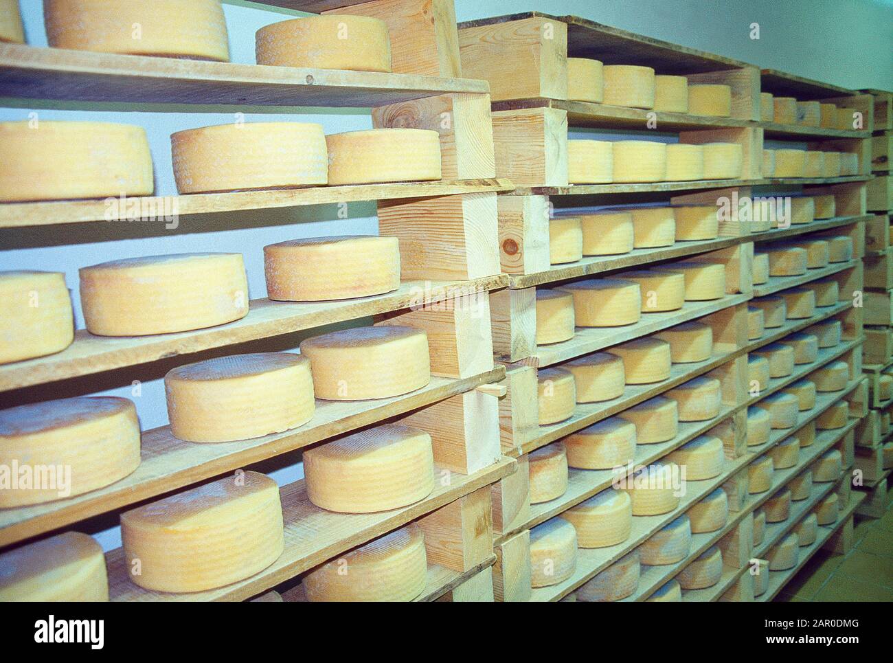 Formaggi Manchego nella fabbrica di formaggi. Provincia Di Ciudad Real, Castilla La Mancha, Spagna. Foto Stock