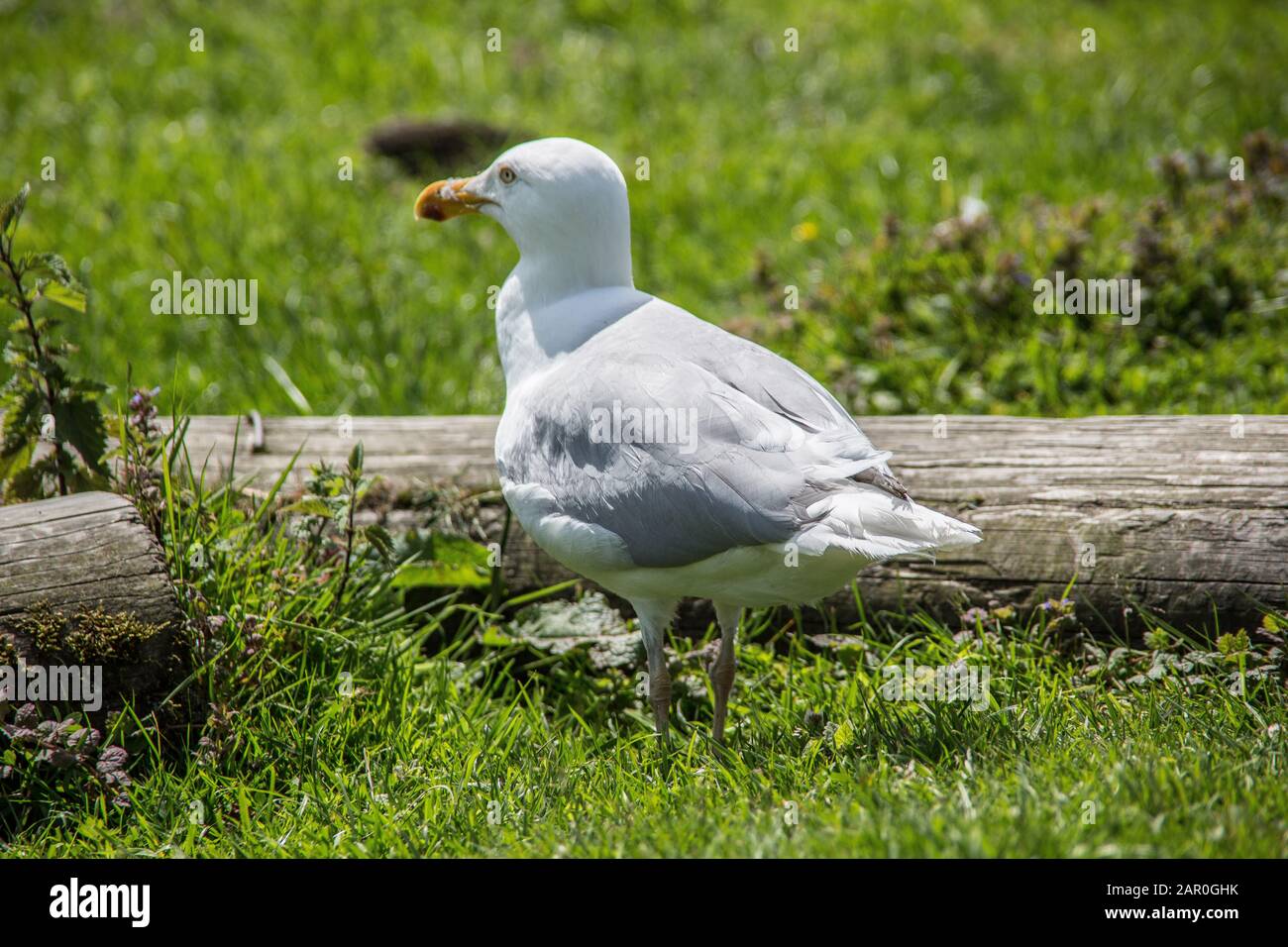 L'uccello del lago si trova nell'erba Foto Stock