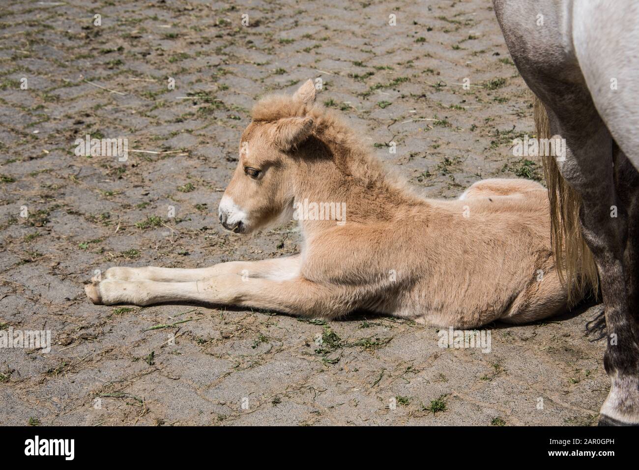 Il cavallo giovane sta riposando Foto Stock