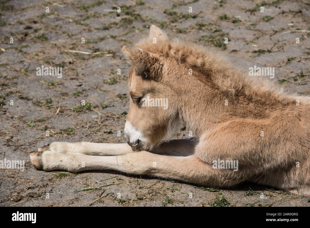 Il cavallo giovane sta riposando Foto Stock