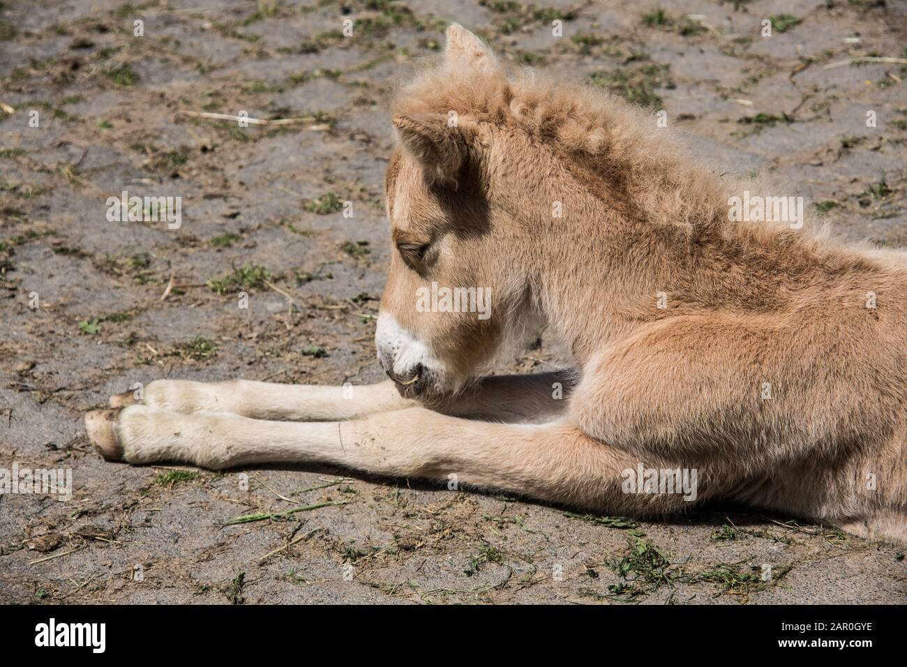 Il cavallo giovane sta riposando Foto Stock